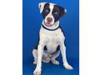 Adopt 56425347 a German Shorthaired Pointer, Mixed Breed