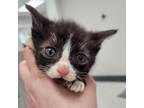 Adopt Chocolate Chip a Domestic Short Hair