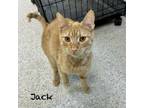 Adopt Jack-adoption fee waived a Domestic Short Hair