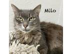 Adopt Milo a Domestic Long Hair