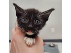 Adopt Peanut Butter a Domestic Short Hair