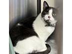 Adopt Cinnamon Twist (Jerry)- adoption fee waived a Domestic Short Hair