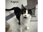 Adopt Aspen a Domestic Short Hair