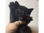 Adopt Ash a Domestic Short Hair