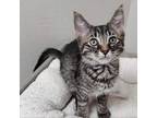 Adopt Spot a Domestic Short Hair