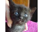 Adopt Puma a Domestic Short Hair