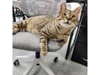 Adopt Boogie a Domestic Short Hair