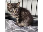 Adopt Leo a Domestic Long Hair