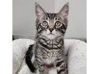Adopt Waldo a Domestic Short Hair