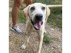 Adopt Bob a Labrador Retriever, Mixed Breed