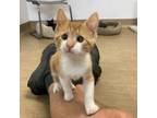 Adopt Ginger a Domestic Short Hair