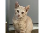 Adopt Michael a Domestic Short Hair