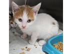 Adopt Buster a Domestic Short Hair