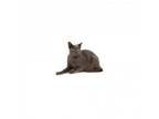 Adopt Zeus a Domestic Short Hair