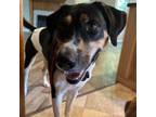 Adopt Cusco a Mixed Breed, Black Labrador Retriever