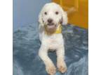 Adopt Roco a Poodle
