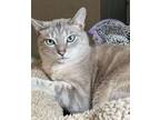 Adopt Ealy a Domestic Short Hair
