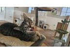 Adopt Flap Jack a Domestic Short Hair
