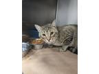 Adopt Hambert a Domestic Short Hair