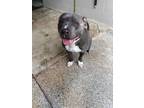 Adopt Tony a Pit Bull Terrier