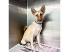 Adopt Froggy a German Shepherd Dog, Husky