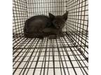 Adopt Zonk a Domestic Short Hair