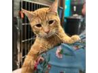 Adopt Reggaeton a Domestic Short Hair