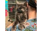 Adopt Lord Farquaad a Domestic Long Hair
