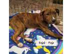 Adopt Kaleb a Mixed Breed