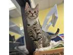 Adopt Mousey a Domestic Short Hair