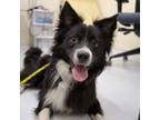 Adopt Spring a Border Collie