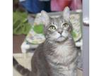 Adopt Tyson a Domestic Short Hair