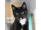 Adopt Limerick a Domestic Short Hair