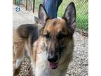 Adopt Link a Mixed Breed