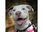 Adopt Seven a Mixed Breed