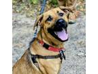 Adopt Mushu a Mixed Breed
