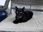 Adopt Bombay a American Shorthair