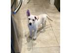 Adopt Heron a German Shepherd Dog