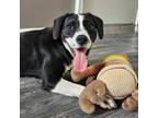 Adopt Pluto a Mixed Breed