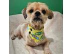 Adopt Mars a Shih Tzu