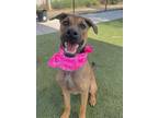 Adopt La La Land a Shepherd