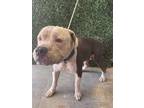 Adopt 56562051 a Pit Bull Terrier, Mixed Breed