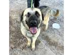 Adopt 56568673 a German Shepherd Dog, Mixed Breed