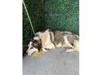 Adopt 56568654 a Siberian Husky, Mixed Breed