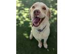 Adopt 56575477 a Labrador Retriever, Mixed Breed
