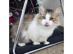 Adopt Joel a Domestic Long Hair, Maine Coon