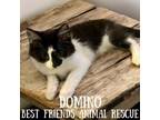 Adopt Domino a Domestic Medium Hair