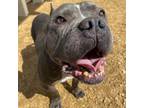 Adopt Moto a Pit Bull Terrier