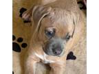 Adopt Mac a Black Labrador Retriever, Mixed Breed