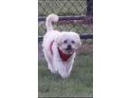 Adopt Randy a Lhasa Apso
